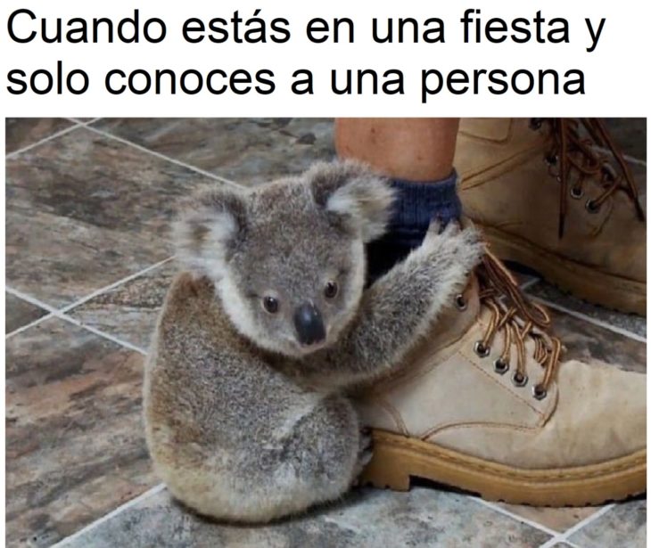 Memes sobre introvertidos; koala