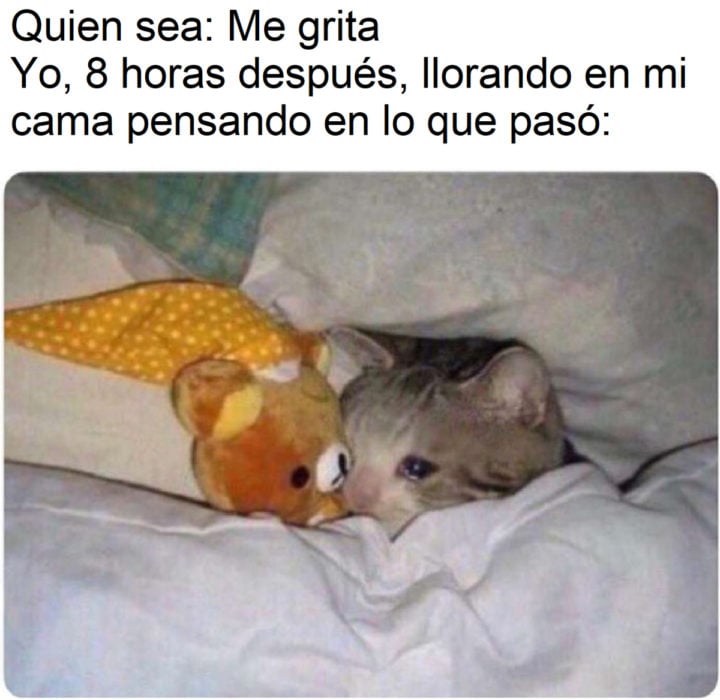 Memes sobre introvertidos; gato llorando en la cama con su oso de peluche