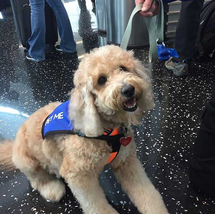 Perrito de compañía en el aeropuerto