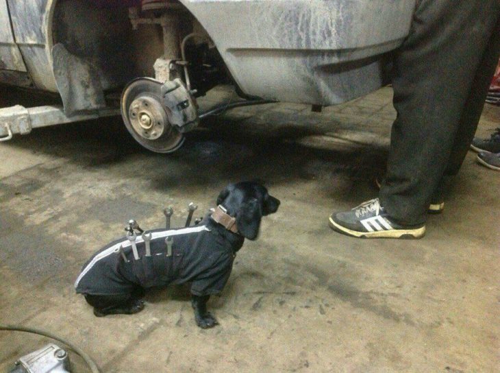 Perrito salchicha ayudante de mecánicos