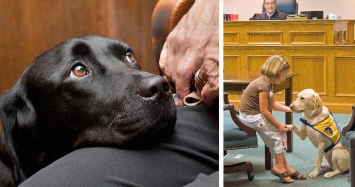 Perritos de apoyo para declaraciones en la corte