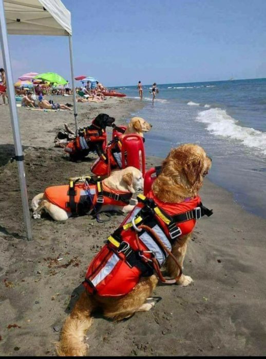 Perritos salvavidas de Croacia