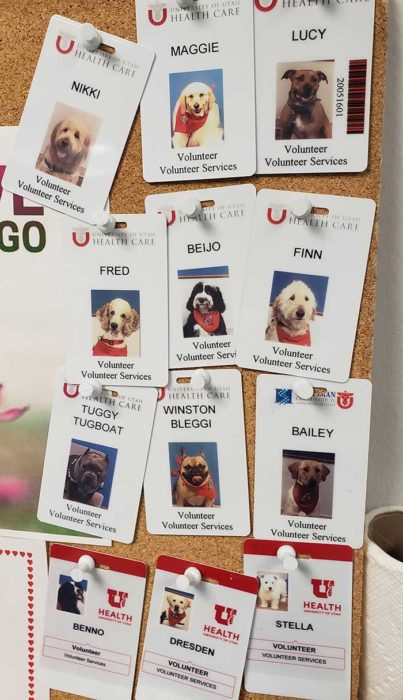 Perros de terapia del hospital