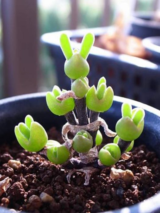 Suculenta orejas de conejo abriéndose lentamente