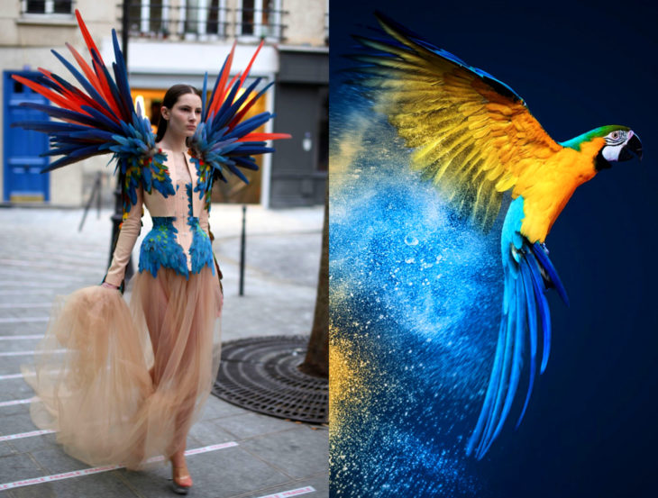 Vestidos inspirados en la naturaleza; vestido de loro azul, cacatúa