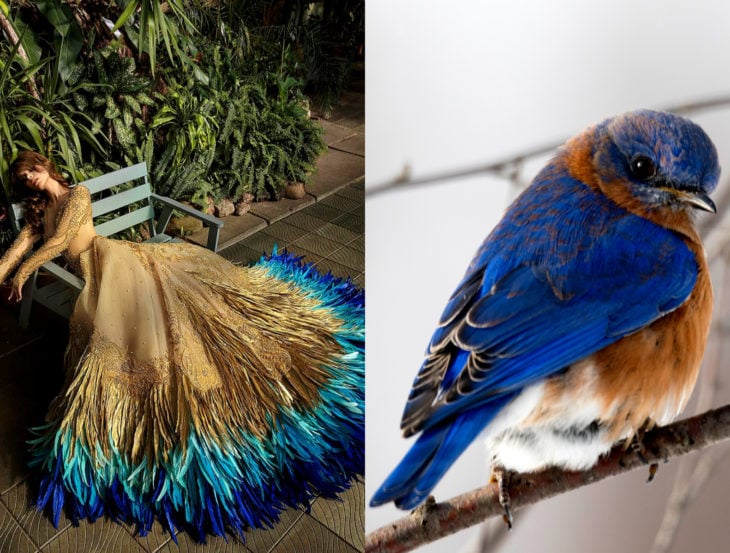 Vestidos inspirados en la naturaleza; vestido café y azul, p´jaro azulado con marrón