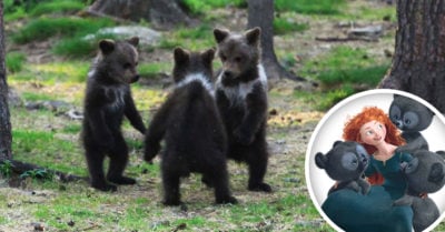Fotógrafo capta a tres ositos bailando y parece una película de Disney