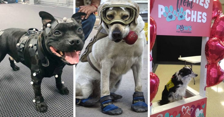 15 Lindos perros que tienen trabajos asombrosos