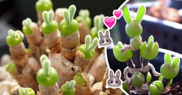 Las suculentas orejas de conejo SÍ existen ¡y vas a quererlas todas!