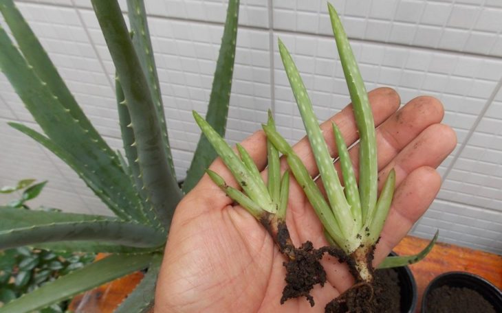 Cultivar áloe vera en casa