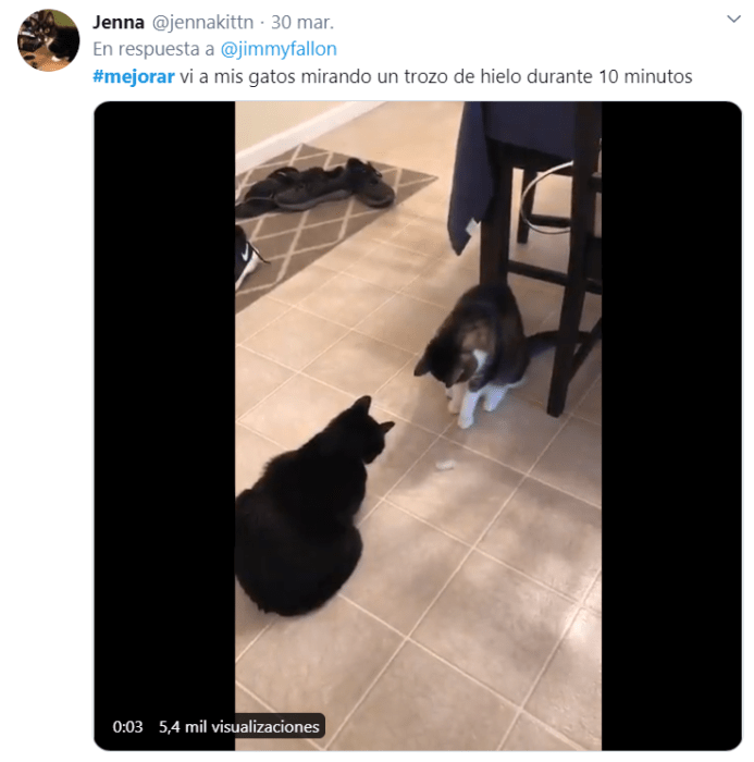 Captura de Twitter con fotografía de dos gatos mirando un hielo