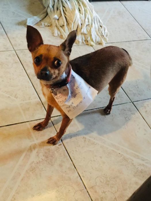 Perrito chihuahua con una nota en el cuello realizando compras