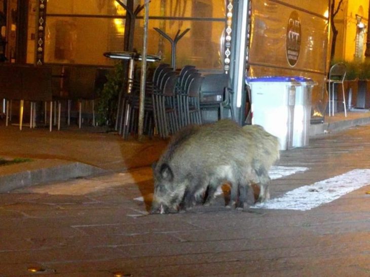 Resultado de imagen para En la cuarentena, animales pasean en las calles