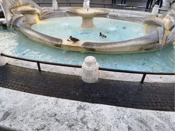 Patos en las fuentes de Italia 