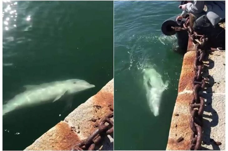 Delfines en los canales de Italia 