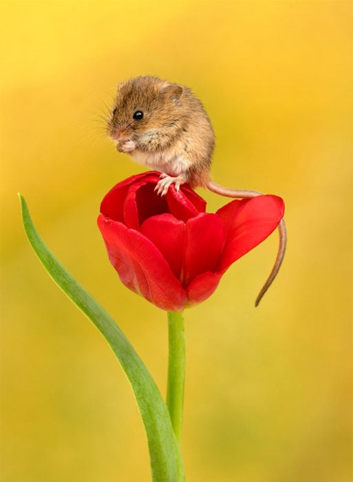 Fotografía de Miles Herbert, ratón de campo sobre un tulipán rojo