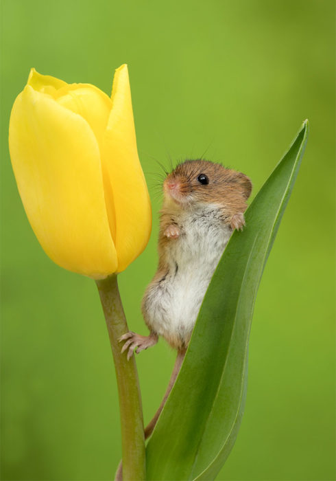 Fotografía de Miles Herbert, ratón de campo sobre un tulipán amarillo