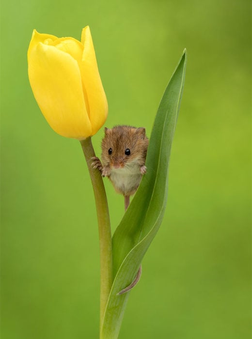 Fotografía de Miles Herbert, ratón de campo sobre un tulipán amarillo