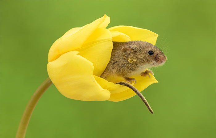 Fotografía de Miles Herbert, ratón de campo dentro de un tulipán amarillo