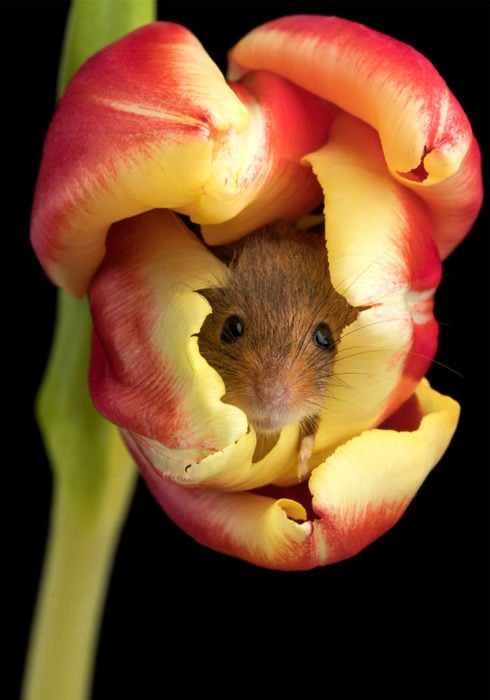Fotografía de Miles Herbert, ratón de campo dentro de un tulipán rojo
