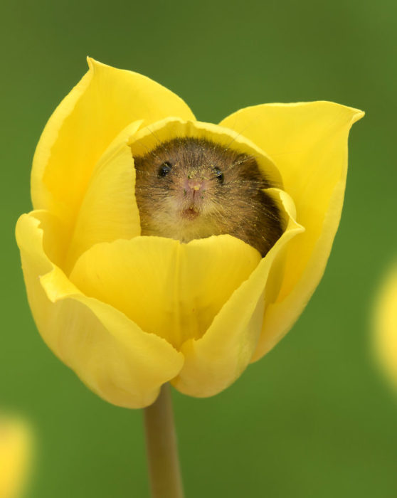 Fotografía de Miles Herbert, ratón de campo dentro de un tulipán amarillo