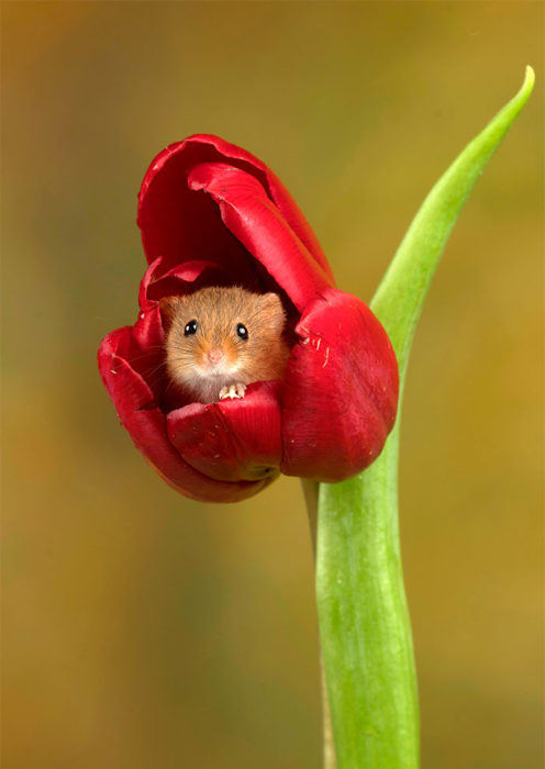 Fotografía de Miles Herbert, ratón de campo dentro de un tulipán rojo