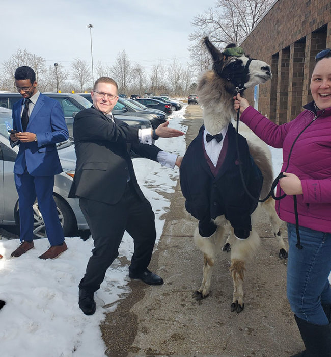 Chico mostrando a una llama con esmoquin 