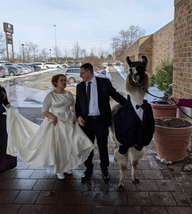 Hermanos posando junto a una llama con esmoquin el día de la boda de ella 