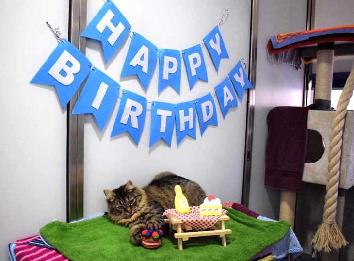 Hicieron fiesta de cumpleaños a gata para que fuera adoptada y nadie asistió