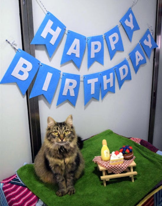 Hicieron fiesta de cumpleaños a gata para que fuera adoptada y nadie asistió