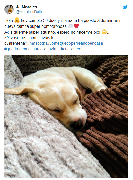 Tweets de mascotas acompañando a su dueño en la cuarentena