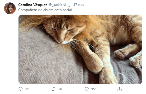 Tweets de mascotas acompañando a su dueño en la cuarentena