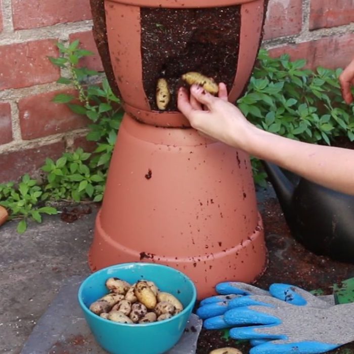 Cultivar papas en casa