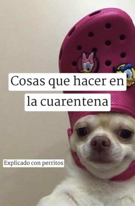 Memes de perritos explicando qué hacer en la cuarentena; perro con zapato en la cabeza