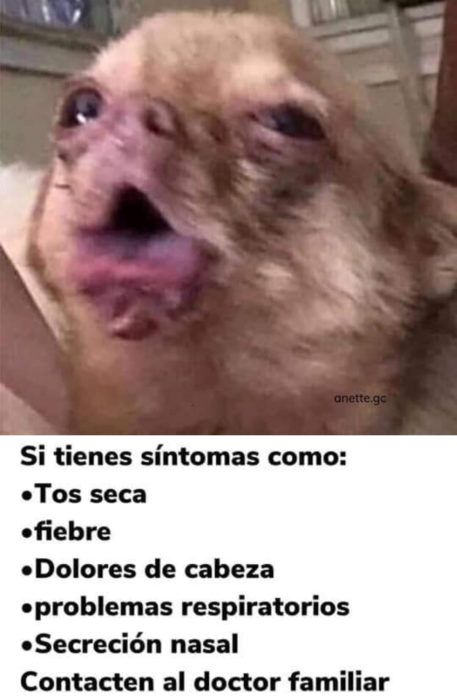 Memes de perritos explicando qué hacer en la cuarentena; perro tosiendo