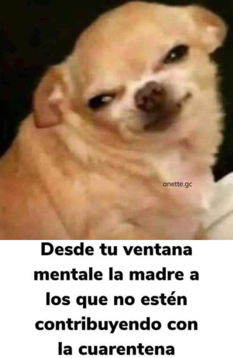 Memes de perritos explicando qué hacer en la cuarentena; perro enojado