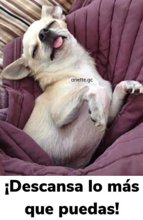 Memes de perritos explicando qué hacer en la cuarentena; perro dormido