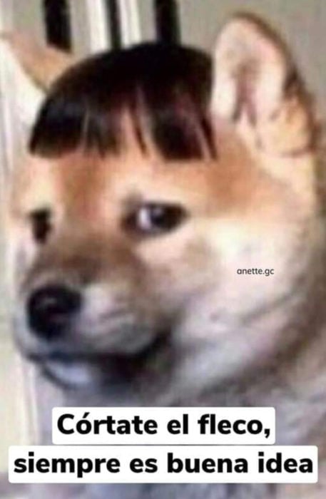 Memes de perritos explicando qué hacer en la cuarentena; perro akita con fleco