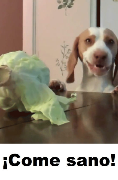 Memes de perritos explicando qué hacer en la cuarentena; perro comiendo lechuga