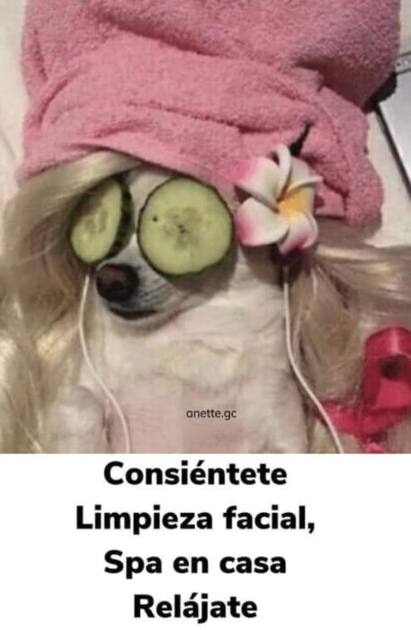 Memes de perritos explicando qué hacer en la cuarentena; perrita en spa con toalla en la cabeza y pepino en los ojos