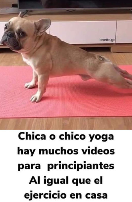 Memes de perritos explicando qué hacer en la cuarentena; perro haciendo yoga