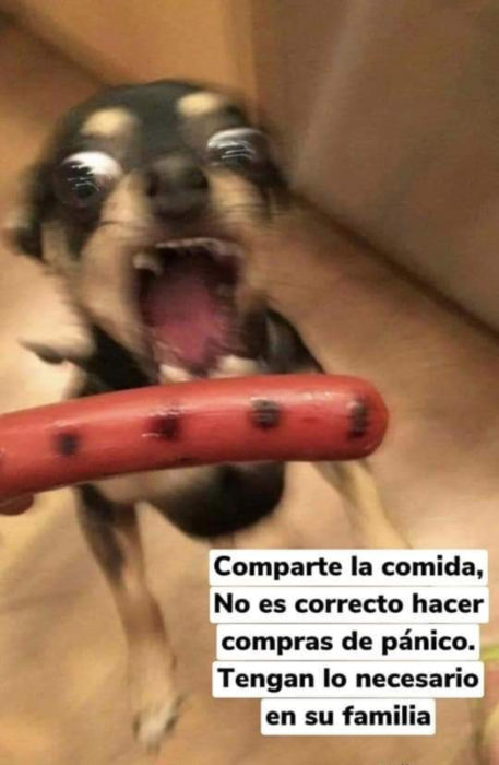 Memes de perritos explicando qué hacer en la cuarentena; perro chihuahua enojado