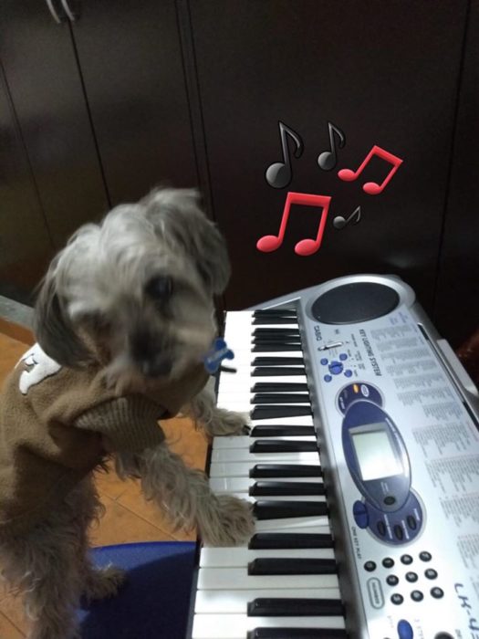 Versión de ramito de violetas cantada por perritos 