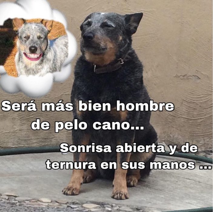 Versión de ramito de violetas cantada por perritos 