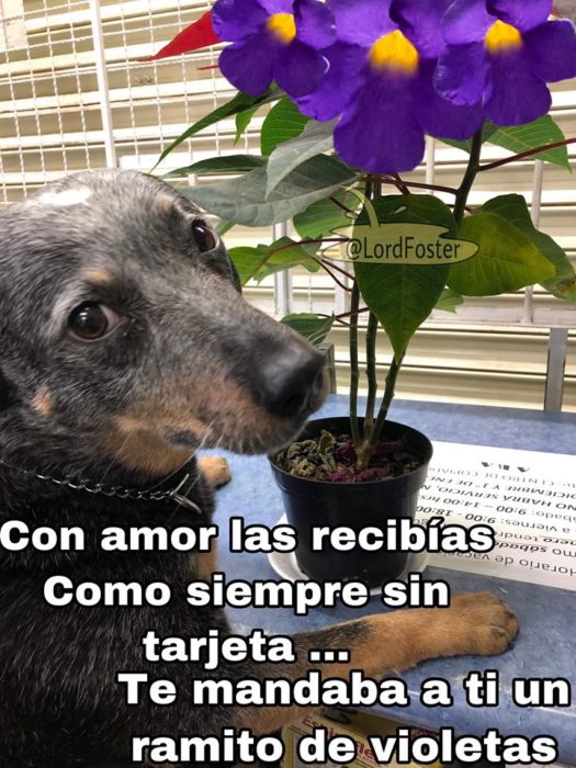 Versión de ramito de violetas cantada por perritos 