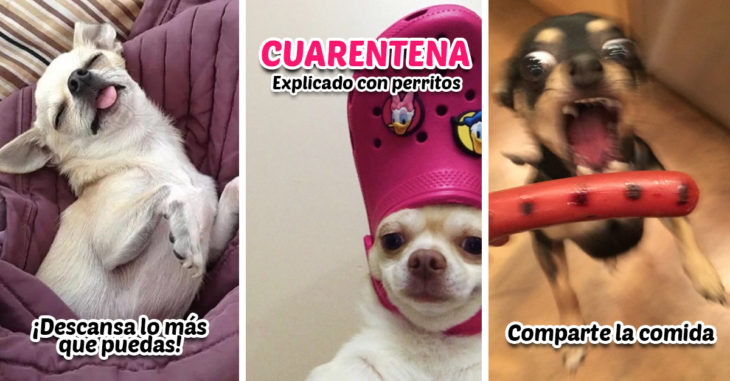 12 Perritos te dicen qué hacer para no aburrirte en casa