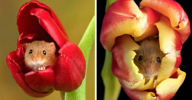 Estos ratones jugando en un campo de tulipanes te alegrarán el día