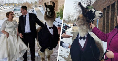 Llega a la boda de su hermana con una llama vestida con esmoquin y cumple su promesa