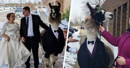 Este chico llevó una llama con esmoquin a la boda de su hermana