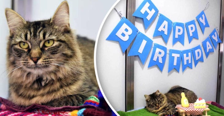 Nadie asiste a la fiesta de adopción de esta gatita; era su cumpleaños